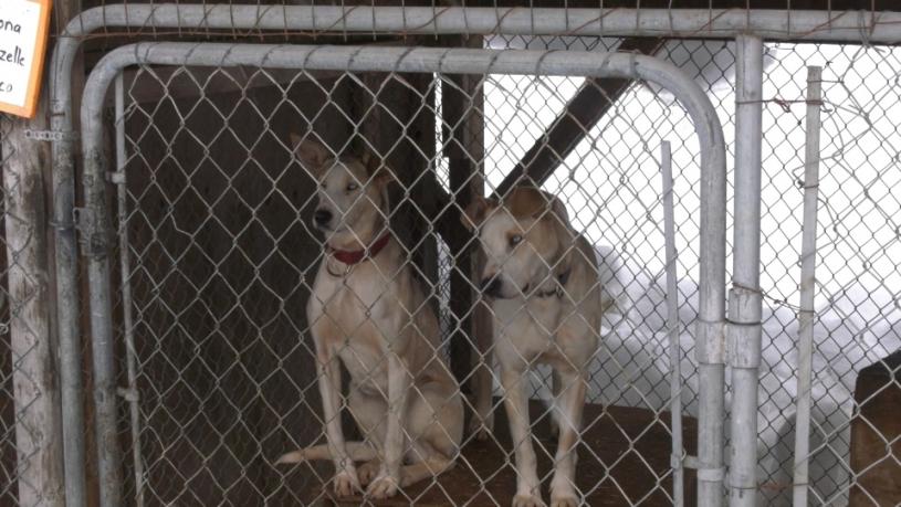 惠斯勒雪橇犬公司被指虐待动物。CTV