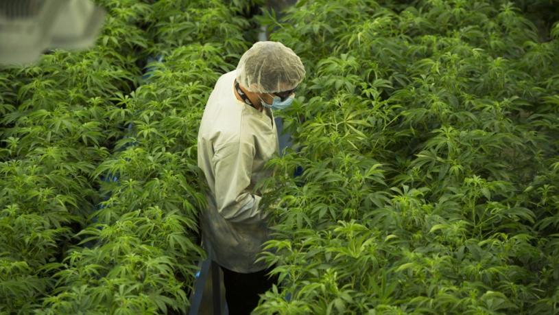 Canopy Growth设于安省史密斯瀑布区的大麻种植场。加通社
