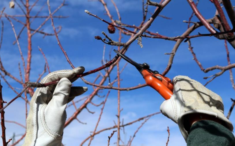 卑詩水電局提醒修剪樹木時小心接觸電線。網上圖片
