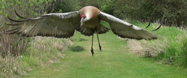 沙丘鶴是體型高大的涉水鳥。  George C. Reifel Bird Sanctuary網站圖