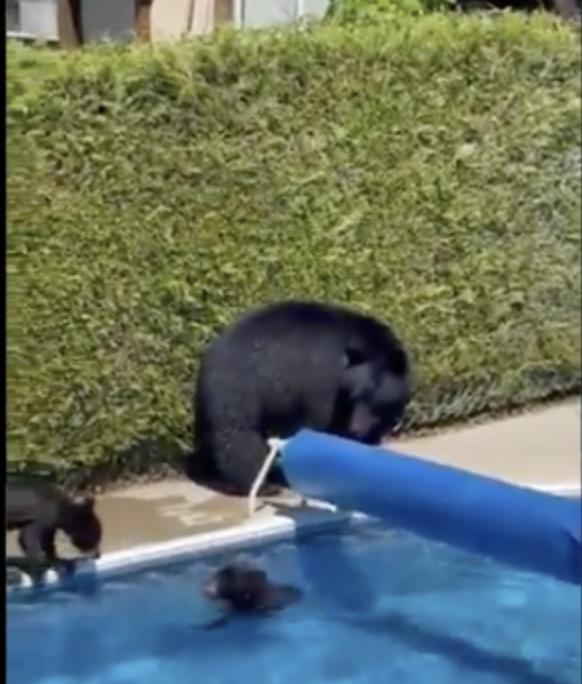 黑熊带幼崽闯入游泳池乘凉。  Twitter图片