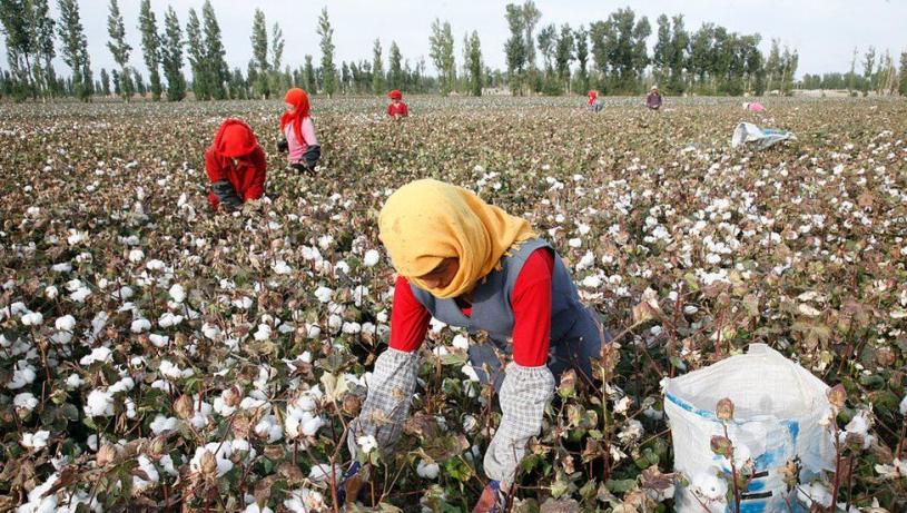 渥京有措施禁止本国公司进口使用强制维吾尔人劳动生产的商品，但报道指当局一直未有落实执行。Getty Images