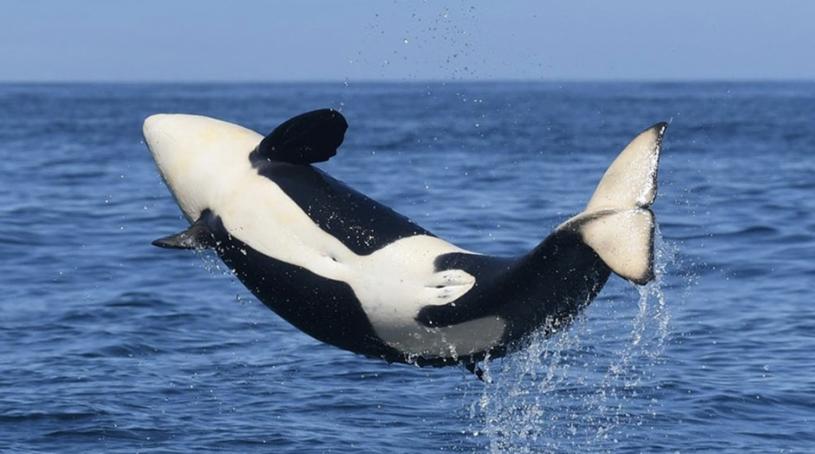 有研究人员称虎鲸目前处于最佳生活状态，  DFO/Twitter图片