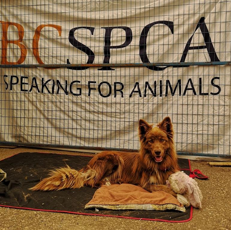 卑诗省爱护动物协会（BC SPCA）​推出半价领养动物优惠，活动由7月20日至30日举行。卑诗省爱护动物协会网站