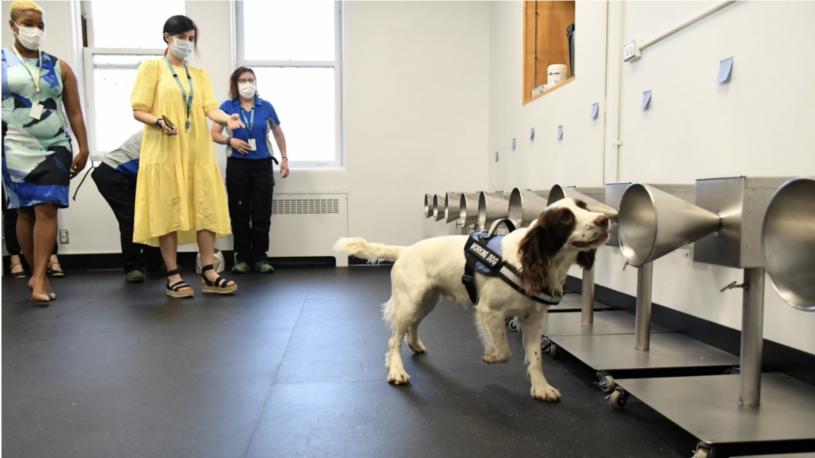 小狗Finn正在嗅新冠病毒额气味。  省卫生厅提供