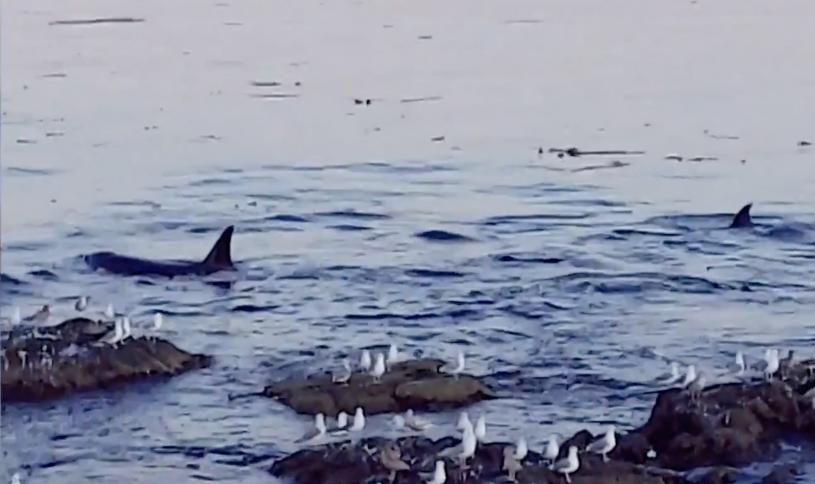 虎鲸群在维多利亚海域出现。  视频截图