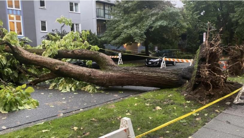 温市西端倒下的梓树。 Reddit图片