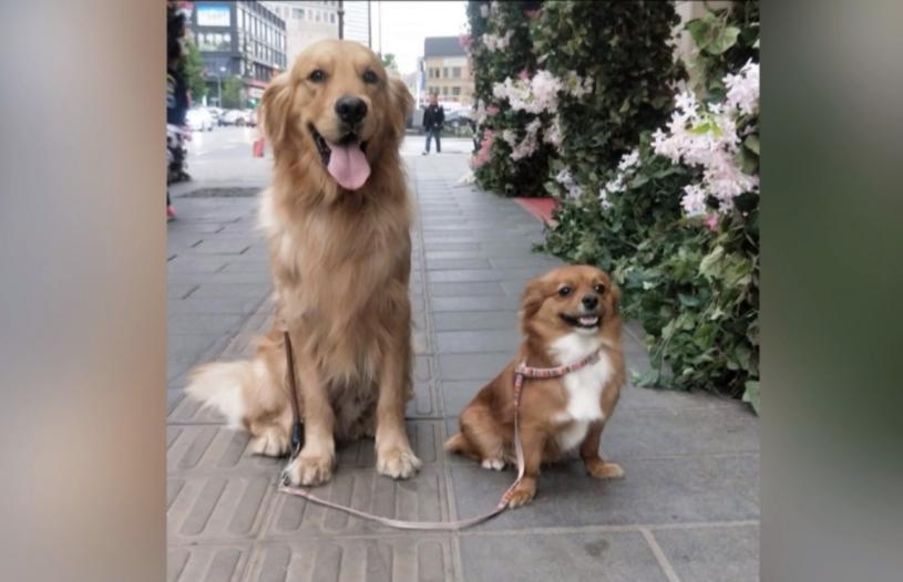 柯乐特在中国收养的两条宠物犬。  CTV