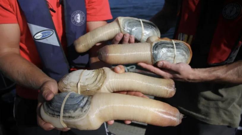 象拔蚌的捕捞成本昂贵。  CBC图片