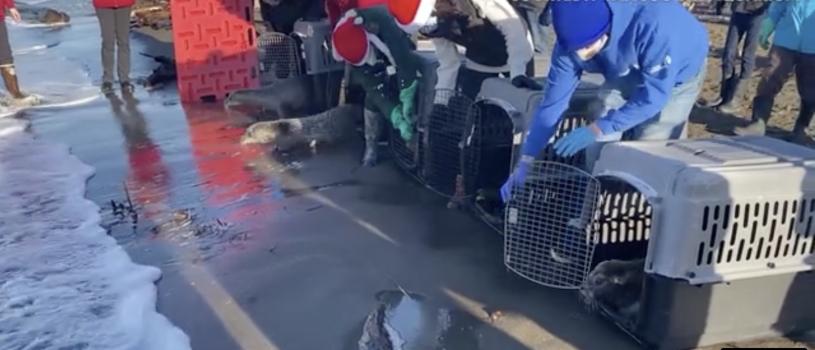温哥华水族馆放生5只海豹。  视频截图/温哥华水族馆