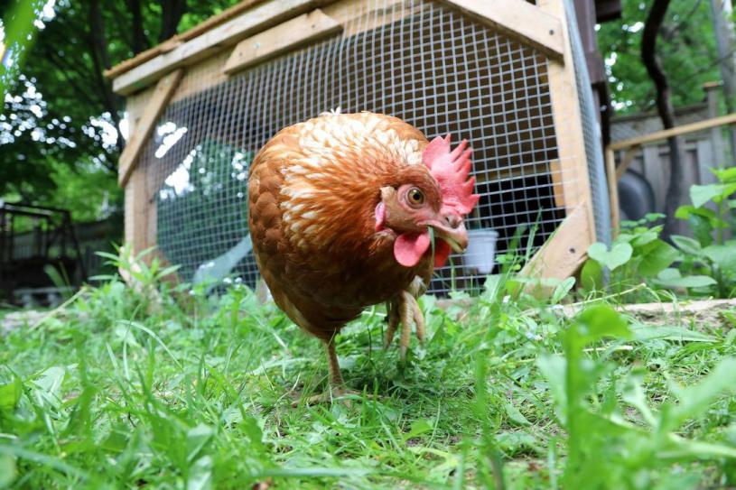 禽流感容易在鸡群中传播。星报资料图片