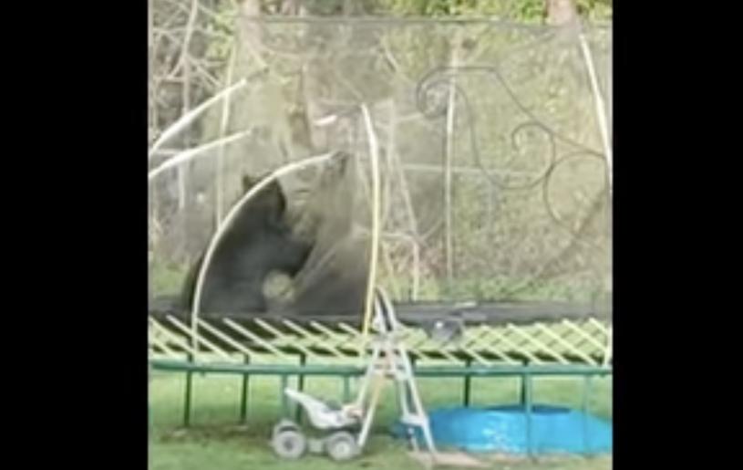 片段中可以见到两只熊面对面站起来，爪子对着围绕弹床的网。