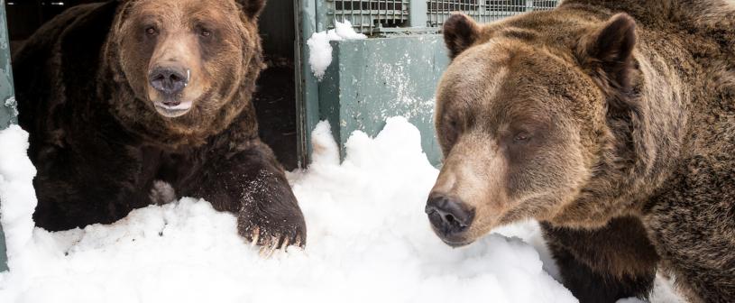 两只灰熊今年打破最长冬眠纪录。   Grouse Mountain网站图片