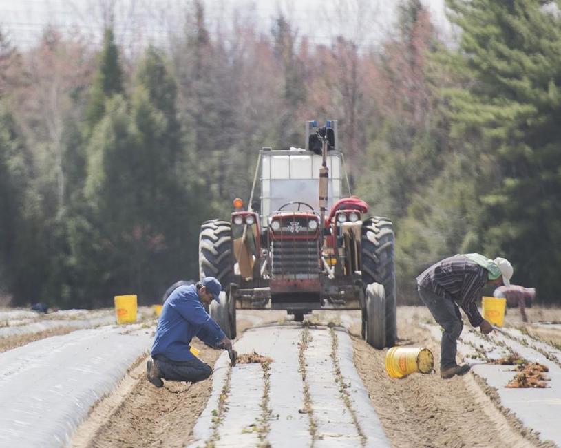 图为2020年5月，来自墨西哥的外籍劳工在魁省的一间农场种植草莓。加通社资料图