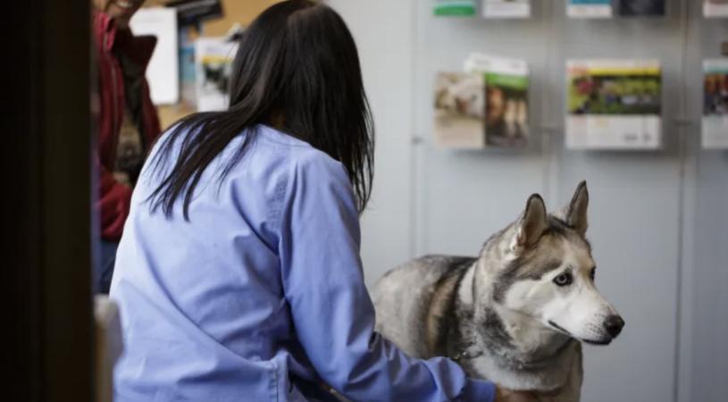 SPCA希望禁给宠物犬去除声带。   CBC图片