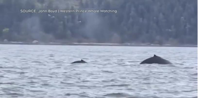 座头鲸幼崽在萨利希海域被目击。    Western Prince Whale Watching图片