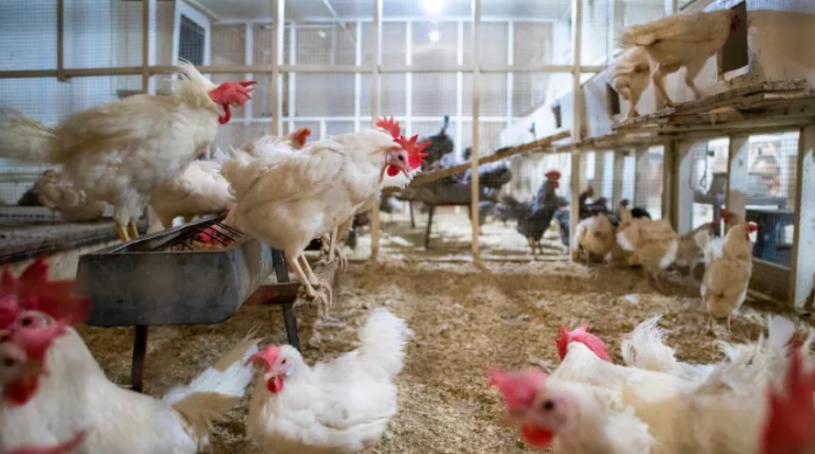 加拿大食物檢查局表示，全國各地至少68個家禽養殖場爆發疫情而受影響影響。CBC