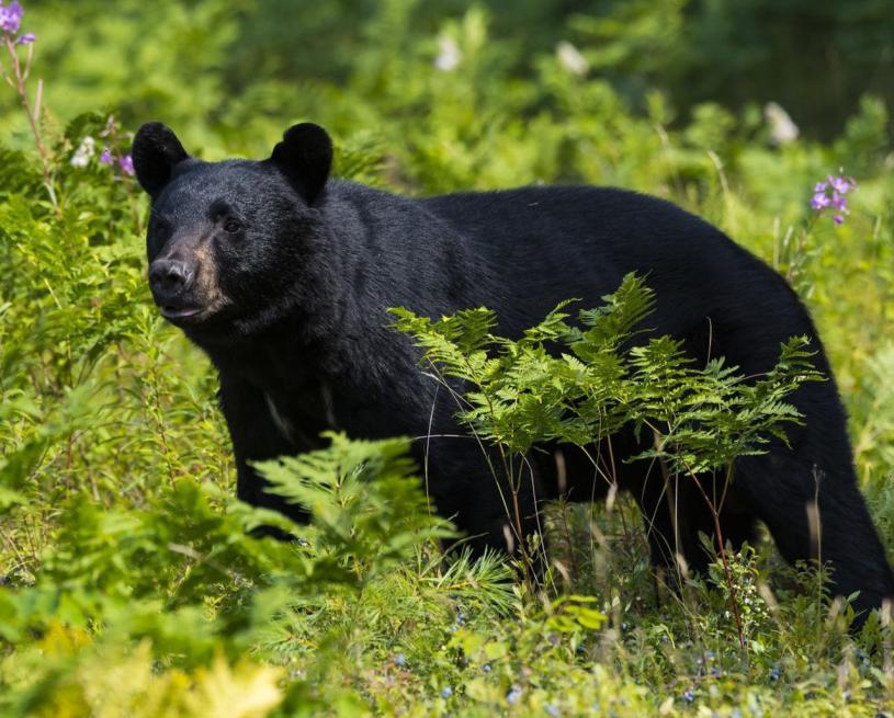 金穗公園因有黑熊出沒要一度關閉。星報資料圖片

