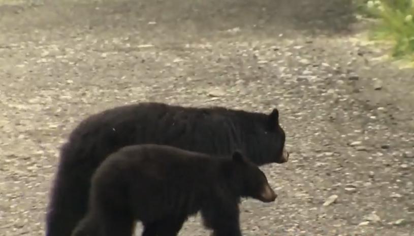 為捕捉黑熊，金穗公園將於星期二、三及四，需要完全關閉。CTV電視截圖