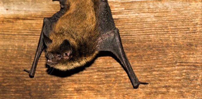 圖：卑詩社區蝙蝠保護協會