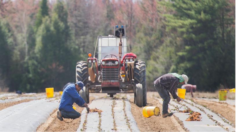 ■ 2020年5月，来自墨西哥的临时外籍工人在魁省的一个农场种植草莓。		加通社