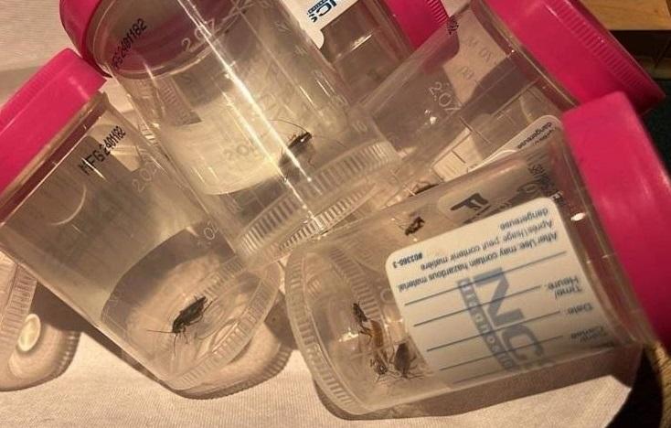 從醫院內收集到的蟑螂   (圖：CTV)