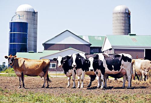 美國奶農批評加國向美國奶農徵收270%關稅。 資料圖片