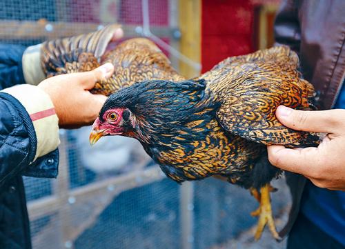 多伦多市议会通过四个选区作为容许后园养鸡的试验计画。星报资料图片