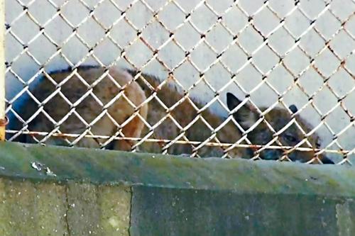 土狼被发现在校园附近的围栏内。 CTV