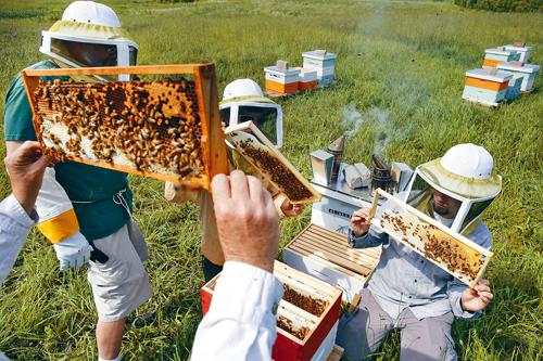 最新报告指北美市场所售蜂蜜中，86%含有新烟碱残余，为各大洲之冠。资料图片