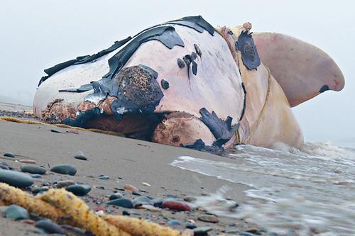 加國東岸海域今夏已發現15條露脊鯨死亡。CBC