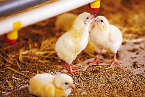 業界從2020年開始只會在雞隻生病期間注射抗生素。 星報