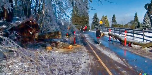 一棵倒下的大树压毁电缆。 CTV