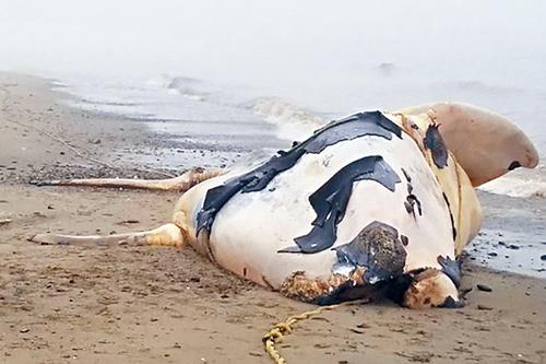 加美海域非正常死亡的北大西洋露脊鯨的解剖顯示，死因包括被輪船撞傷。 CBC