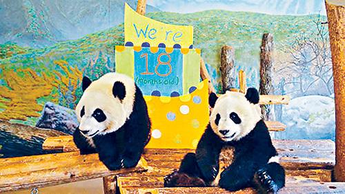 ■大熊貓即將離開多倫多，遷居至亞省卡加利動物園。CBC