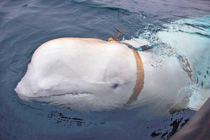 在挪威北部海岸附近出现的白鲸脖子上戴了疑似摄像机的套具。美联社