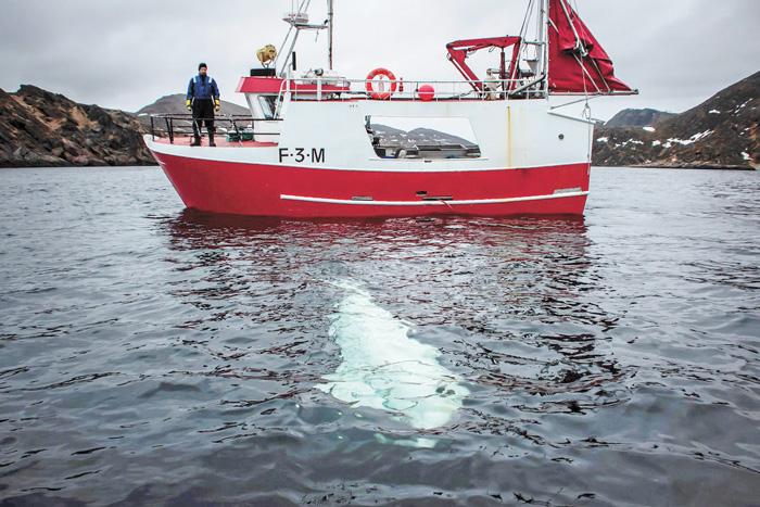 白鯨在挪威漁船旁周旋。美聯社