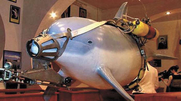 俄軍一直有訓練白鯨執行軍事任務的傳統。