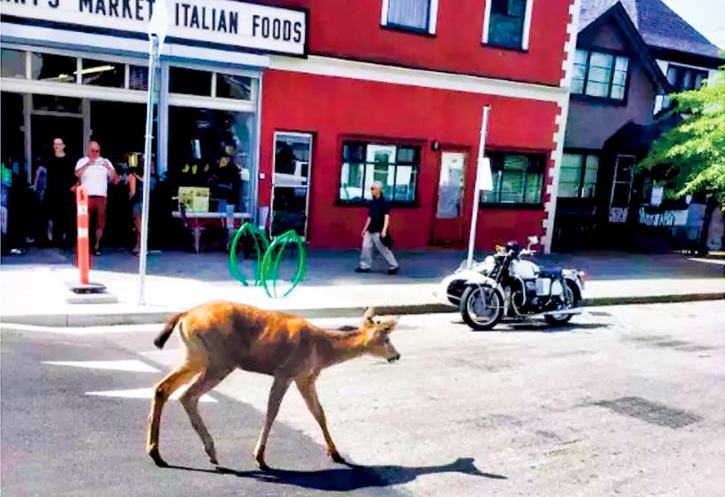 ■一隻鹿上周六在溫市東區出現，吸引途人拍照。Twitter