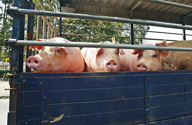業界傳出廣東省約兩成三供港豬場懷疑爆發非洲豬瘟，恐影響活豬供應。