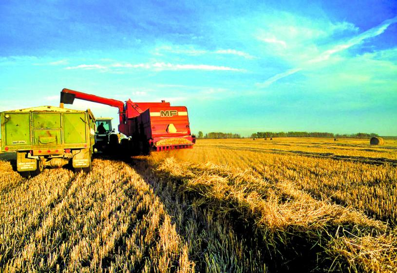加国出口至中国的小麦总重量比去年急升超过九成。星报