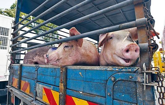  市面昨約七百隻活豬供應。