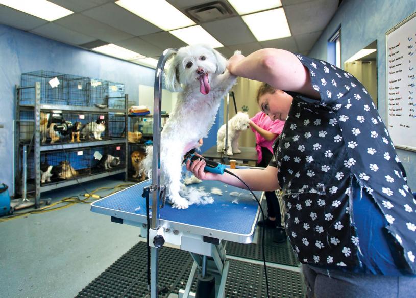 ■密西沙加市一家狗隻美容院，周二重新開業。加通社
