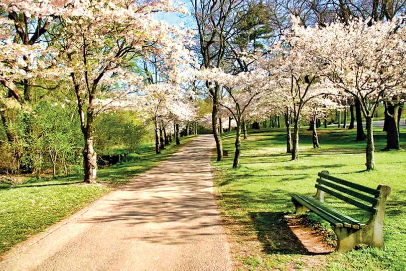 ■有观察家预测，今年海柏公园樱花盛放期会是本月18日至28日。	市府网站