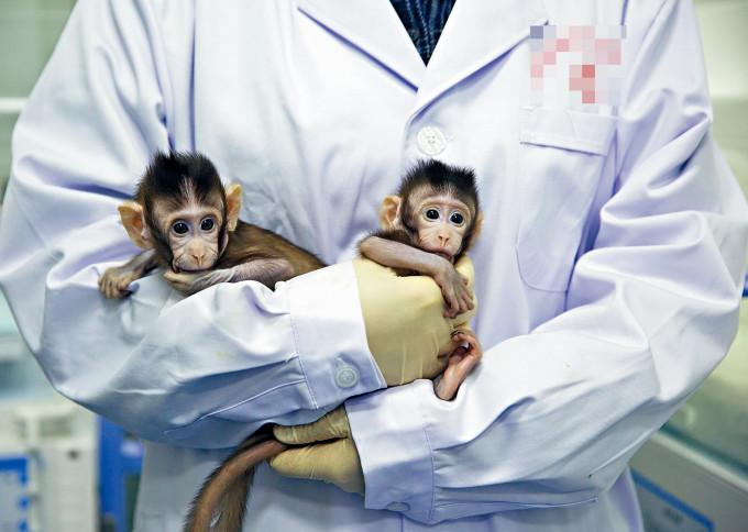 實驗用猴子供不應求。