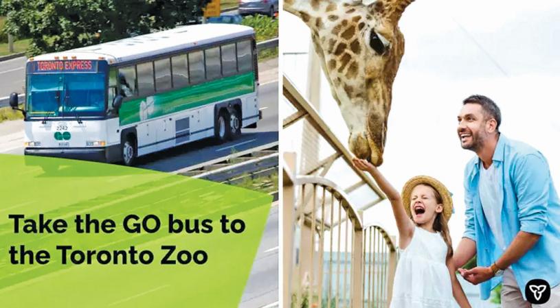 ■GO巴士今夏加開動物園專線。安省交通廳