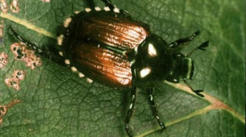 (日本甲虫首度于2017年在温哥华被发现。  CFIA)