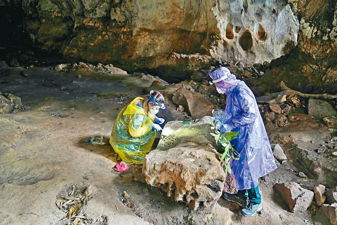 柬埔寨研究人員在洞穴中收集蝙蝠糞。