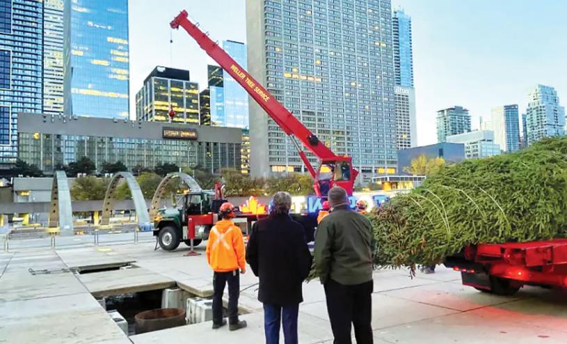 ■大型聖誕樹已運抵多倫多的彌敦菲臘廣場，數周內將舉行點燈儀式。Twitter