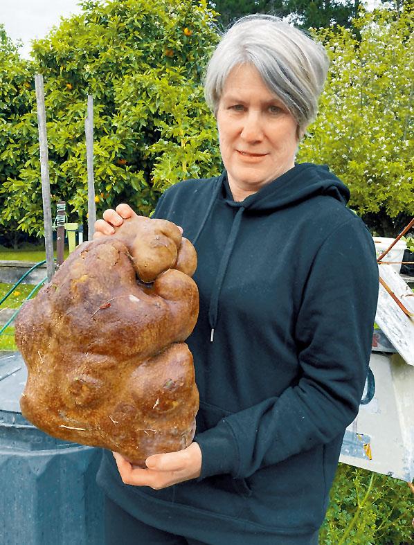 在紐西蘭北島經營小農場的一對夫妻，偶然挖出一塊巨大馬鈴薯，重達七點八公斤，破世界紀錄。